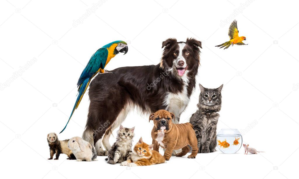 Group of pets posing around a border collie; dog, cat, ferret, rabbit, bird, fish, rodent