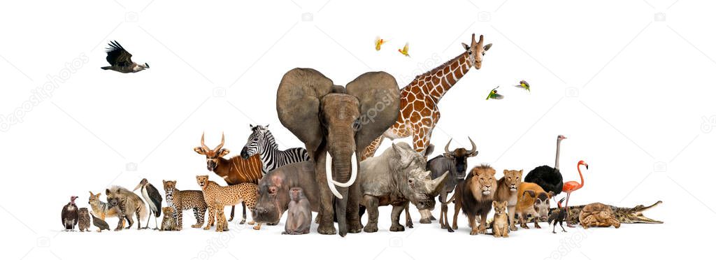 Large group of African fauna, safari wildlife animals together, in a row, isolated