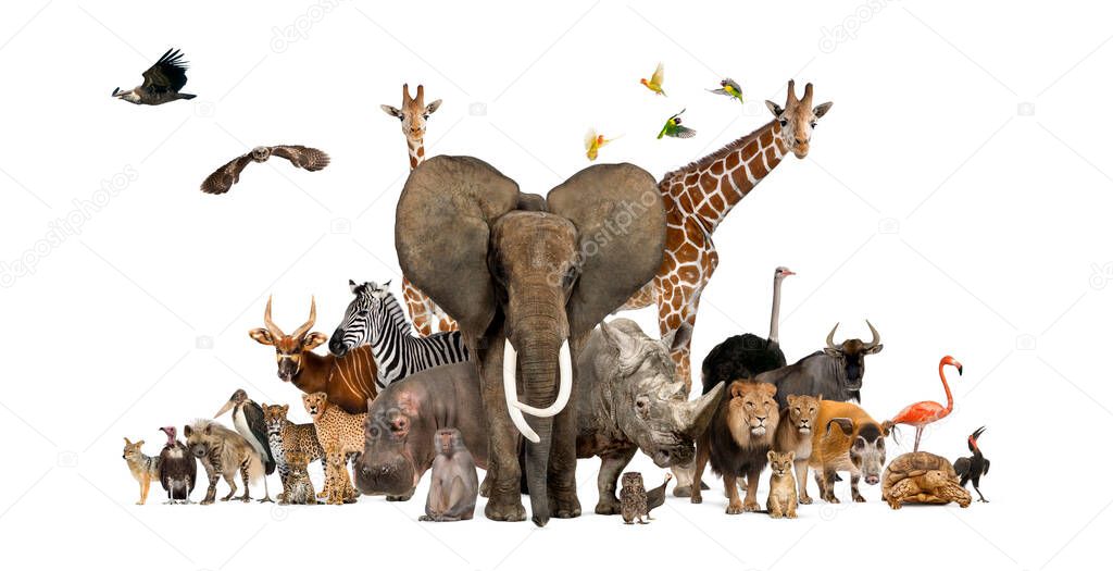 Large group of African fauna, safari wildlife animals together, in a row, isolated