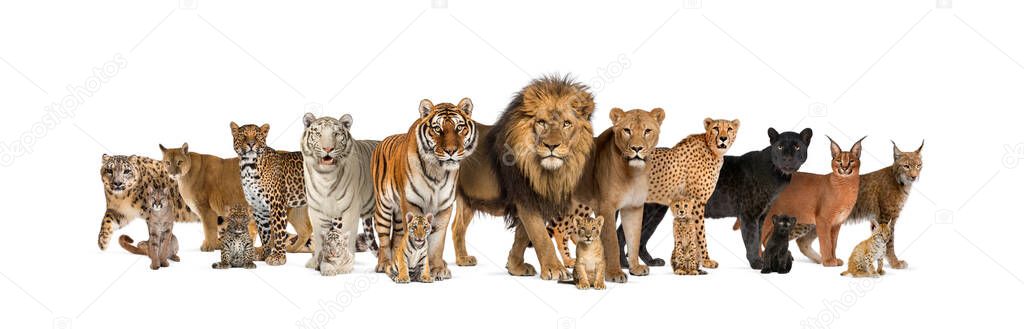 Gran grupo de muchos gatos salvajes adultos y cachorros juntos en una fila — Imagen de stock Gran Grupo Muchos Gatos Salvajes Adultos Cachorros Juntos Una Fila Imagen De Stock