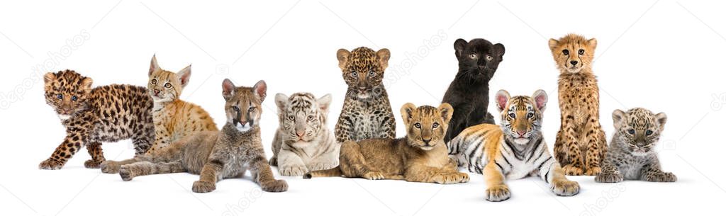 Large group of many wild cats cub together in a row