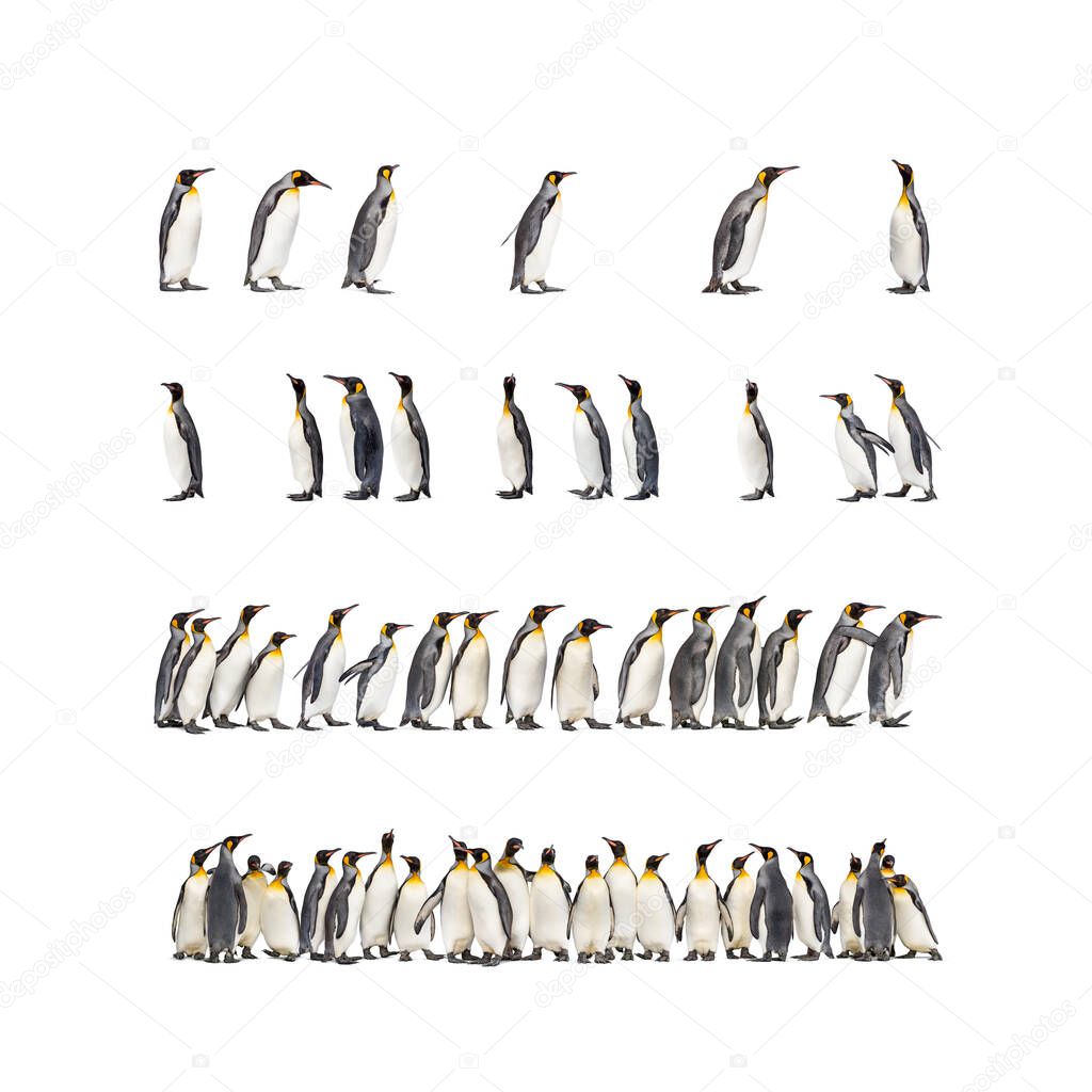 Colony of many king penguins together, isolated on white