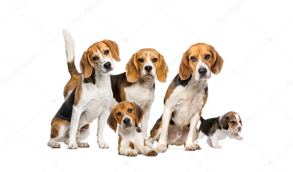 Group of Beagles dog standing isolated on a white background
