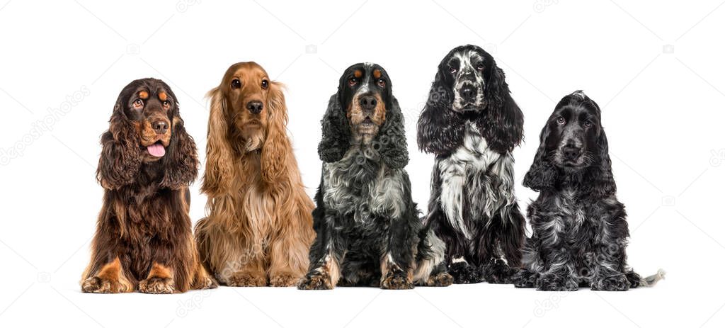 Group of English Cocker Spaniel in a row, isolated on white