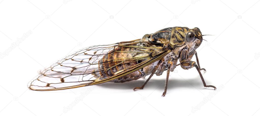 Grey Cicada, isolated on white