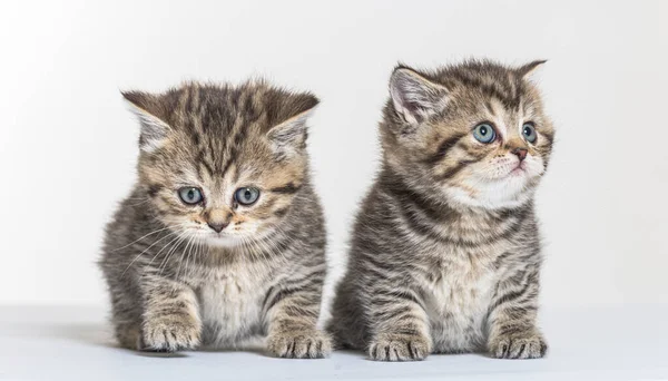 British Longhair Kitten White Paper Background — Stock Photo, Image