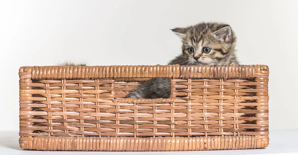 Beyaz Bir Arka Planda Ngiliz Uzun Saçlı Kedi Yavrusu — Stok fotoğraf