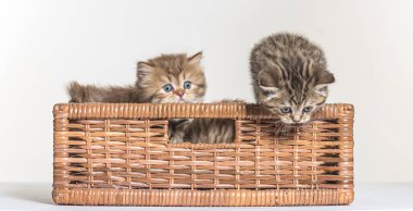 Beyaz bir arka planda İngiliz uzun saçlı kedi yavrusu