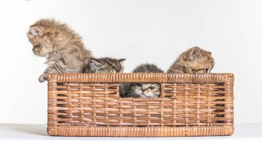 Beyaz bir arka planda İngiliz uzun saçlı kedi yavrusu