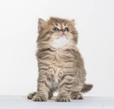 Beyaz bir arka planda İngiliz uzun saçlı kedi yavrusu