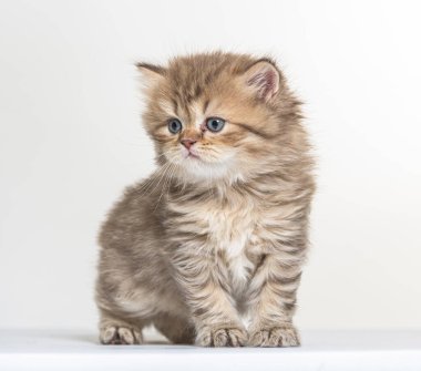 Beyaz bir arka planda İngiliz uzun saçlı kedi yavrusu