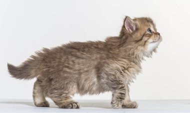 Beyaz bir arka planda İngiliz uzun saçlı kedi yavrusu