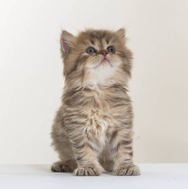 Beyaz bir arka planda İngiliz uzun saçlı kedi yavrusu