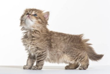 Beyaz bir arka planda İngiliz uzun saçlı kedi yavrusu