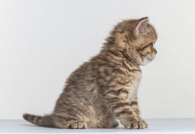 Beyaz bir arka planda İngiliz uzun saçlı kedi yavrusu