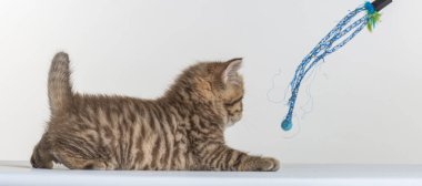 Beyaz bir arka planda İngiliz uzun saçlı kedi yavrusu