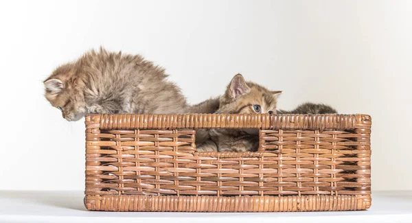 British Longhair Kitten White Paper Background — Stock Photo, Image