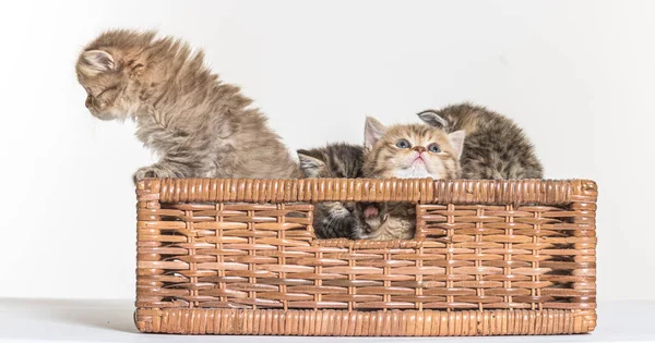 British Longhair Kitten White Paper Background — Stock Photo, Image