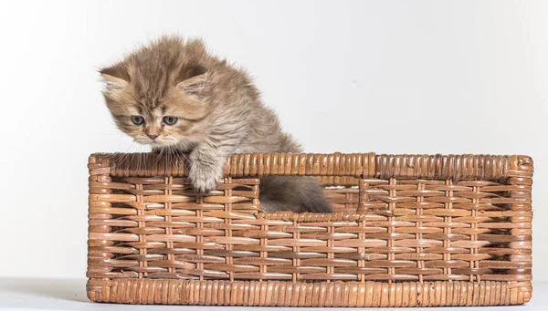 Beyaz Bir Arka Planda Ngiliz Uzun Saçlı Kedi Yavrusu — Stok fotoğraf