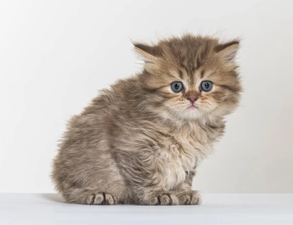 Britânico Longhair Gatinho Fundo Papel Branco — Fotografia de Stock