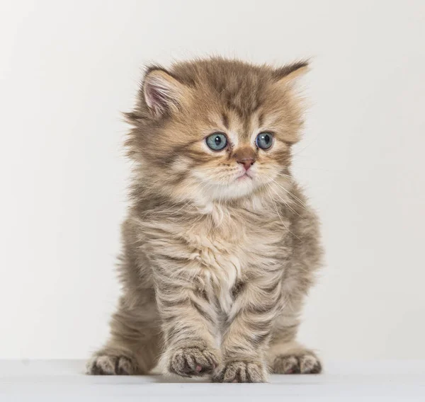 British Longhair Kitten White Paper Background — Stock Photo, Image