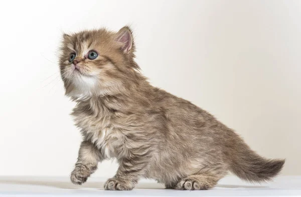 Britânico Longhair Gatinho Fundo Papel Branco — Fotografia de Stock