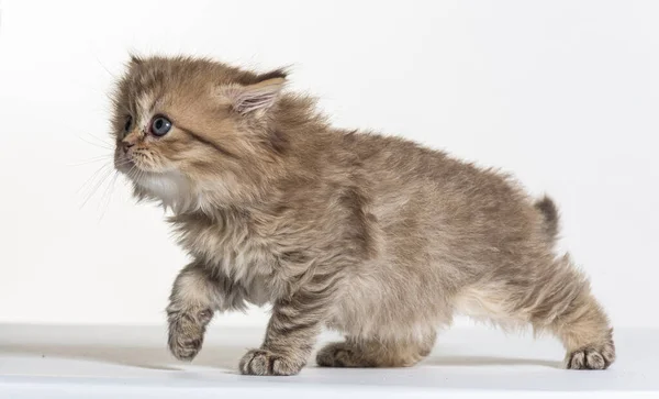 Chaton Poil Long Britannique Sur Fond Papier Blanc — Photo