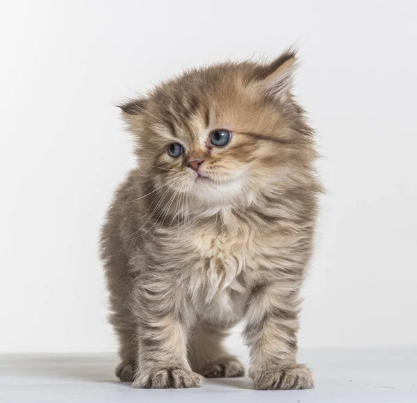 Britânico Longhair Gatinho Fundo Papel Branco — Fotografia de Stock