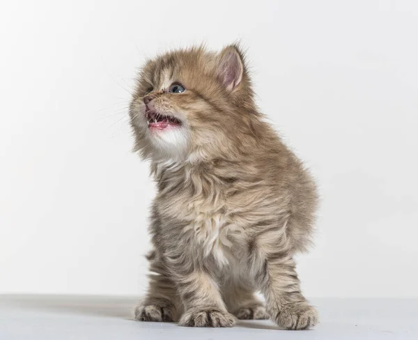 Brit Longhair Cica Egy Fehér Papír Háttér — Stock Fotó