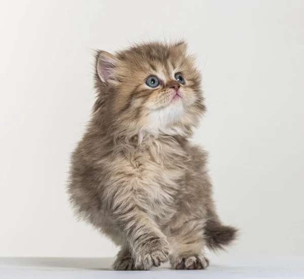 Británico Longhair Gatito Blanco Papel Fondo — Foto de Stock