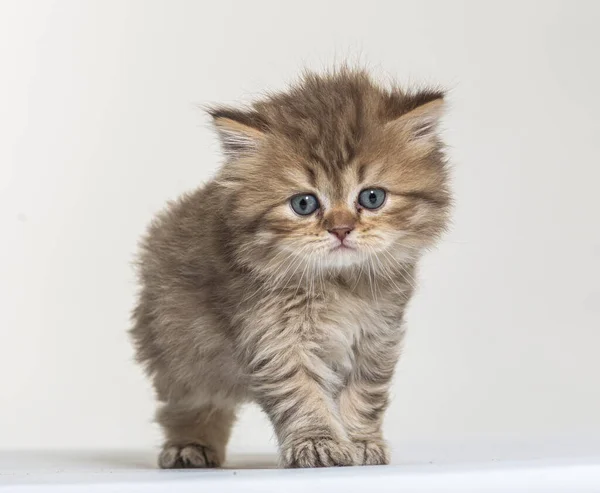 Britânico Longhair Gatinho Fundo Papel Branco — Fotografia de Stock