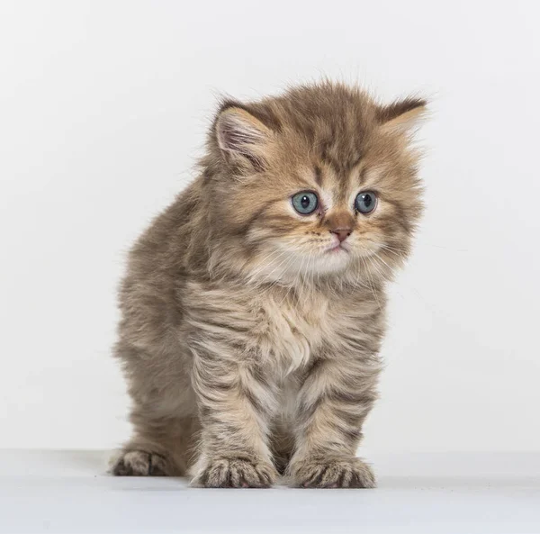 Beyaz Bir Arka Planda Ngiliz Uzun Saçlı Kedi Yavrusu — Stok fotoğraf