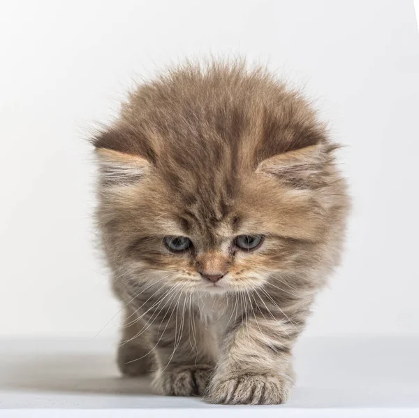 Britânico Longhair Gatinho Fundo Papel Branco — Fotografia de Stock