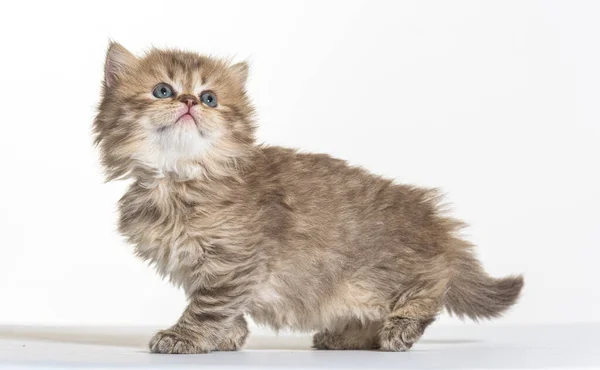 Británico Longhair Gatito Blanco Papel Fondo — Foto de Stock