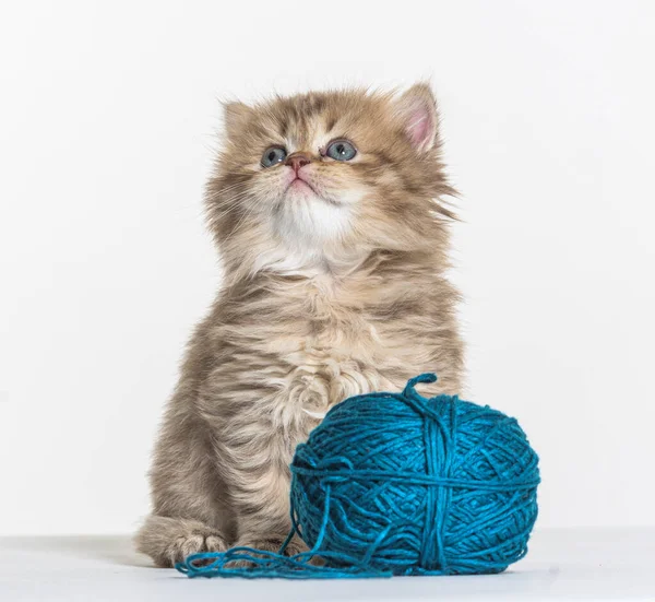 Brits Longhair Kitten Een Witte Papieren Achtergrond — Stockfoto