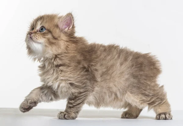 Britânico Longhair Gatinho Fundo Papel Branco — Fotografia de Stock