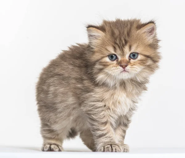 British Longhair Kitten White Paper Background — Stock Photo, Image