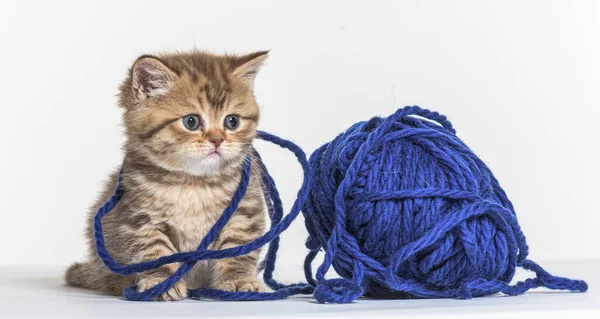 British Longhair Kitten Playing Blue Wool Pelotte — Stock Photo, Image