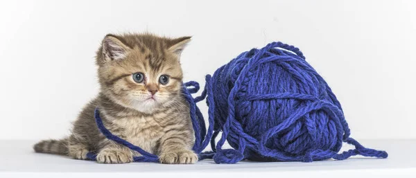 Britisches Langhaar Kätzchen Spielt Mit Blauem Wollpelotte — Stockfoto