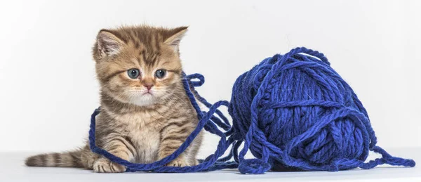 Británico Longhair Gatito Jugando Con Azul Lana Pelotte —  Fotos de Stock