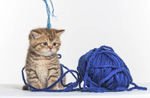 Britská Dlouhosrstá Kočička Hrající Modrou Vlněnou Peletou — Stock fotografie