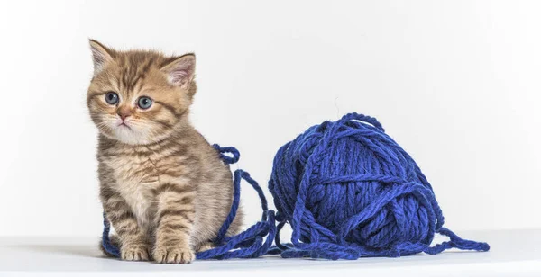 英国のロングヘア子猫と遊ぶ青いウールのペロット — ストック写真