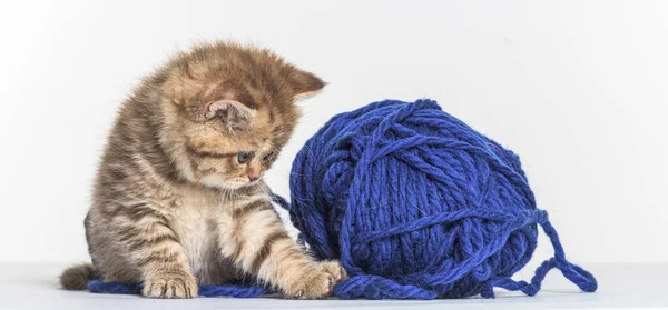 Brits Longhair Kitten Spelen Met Een Blauwe Wollen Pelotte — Stockfoto