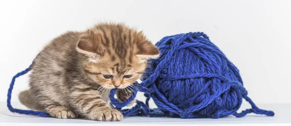 British Longhair Kitten Playing Blue Wool Pelotte — Stock Photo, Image