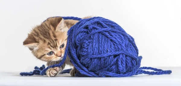 Britisches Langhaar Kätzchen Spielt Mit Blauem Wollpelotte — Stockfoto