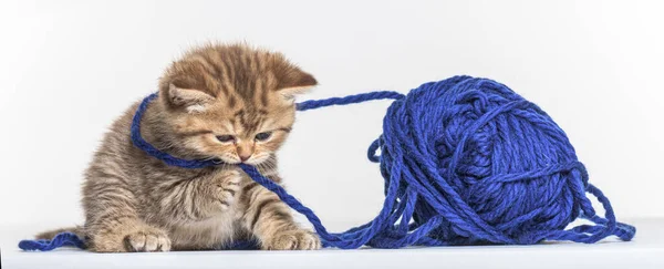 Brits Longhair Kitten Spelen Met Een Blauwe Wollen Pelotte — Stockfoto