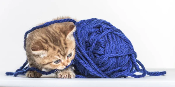 英国のロングヘア子猫と遊ぶ青いウールのペロット — ストック写真