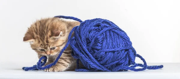 Britisches Langhaar Kätzchen Spielt Mit Blauem Wollpelotte — Stockfoto