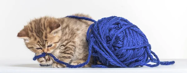 Brits Longhair Kitten Spelen Met Een Blauwe Wollen Pelotte — Stockfoto