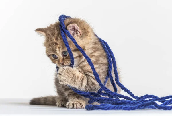 Brits Longhair Kitten Spelen Met Een Blauwe Wollen Pelotte — Stockfoto